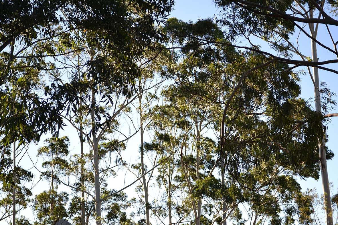 Eucalyptus Treetops in Springwood Town Centre