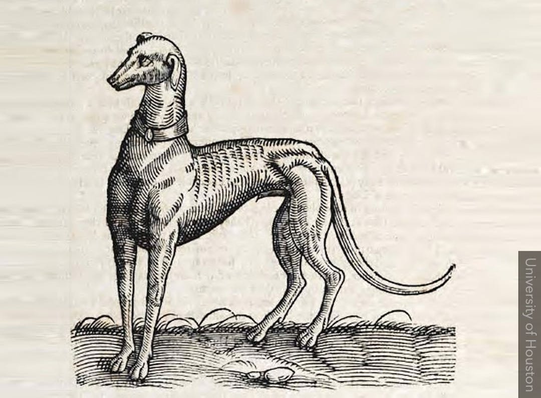 Greyhound woodcut, 1658.