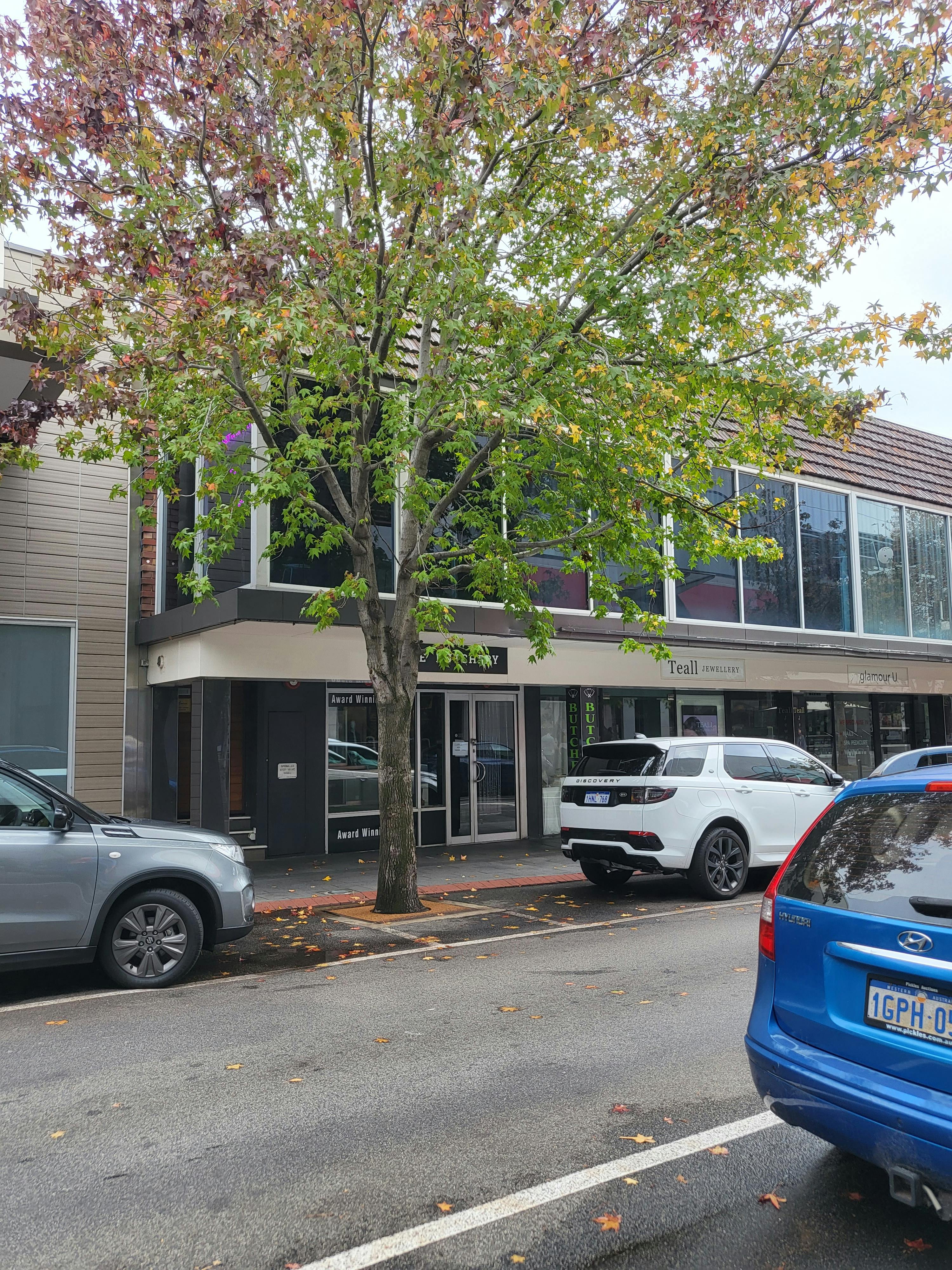 Example of a street tree in road pavement