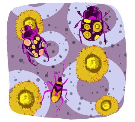 Queensland bugs with Strawflowers