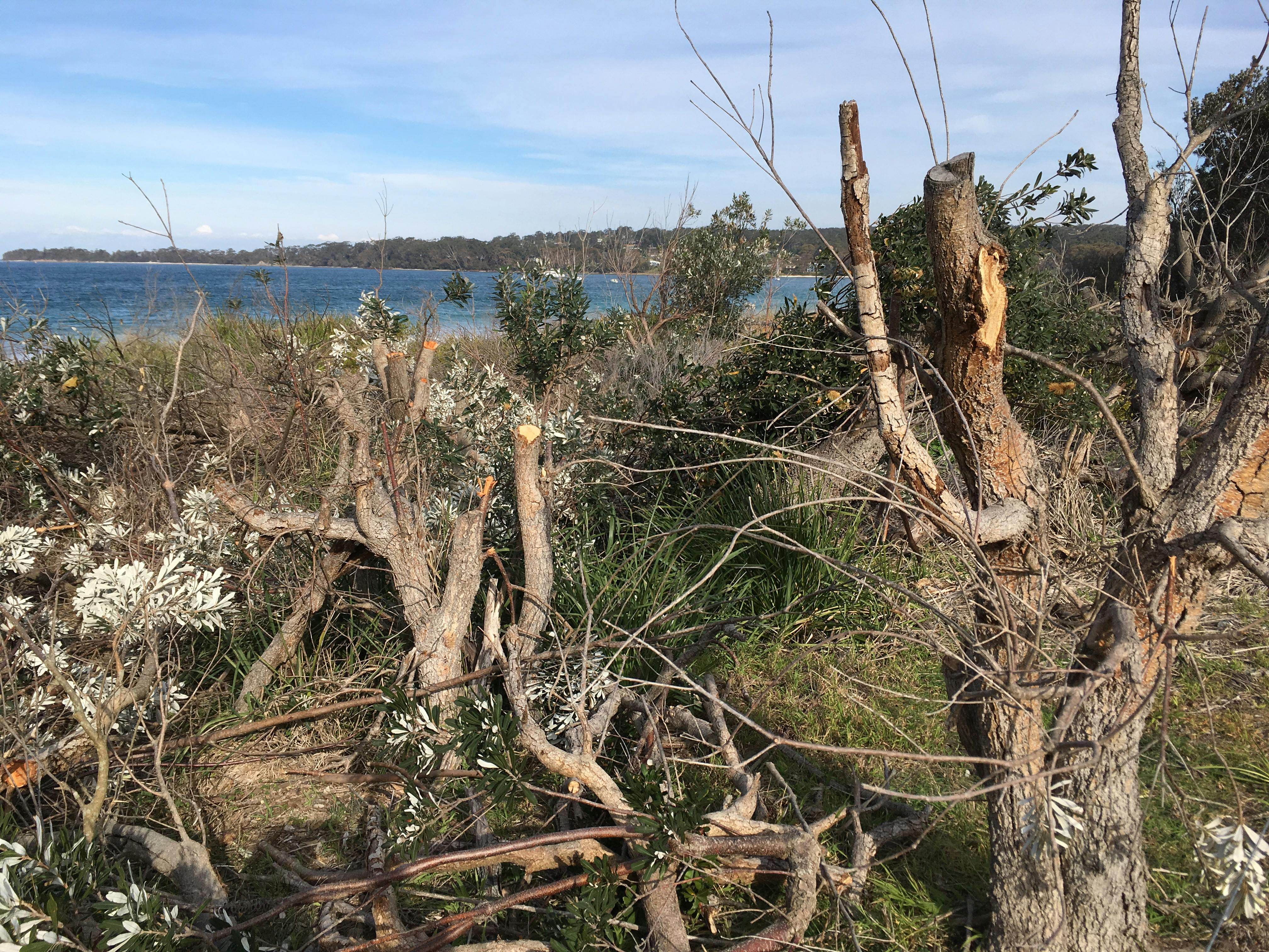 Vegetation Vandalism Example - Aug 2018 (4/4)