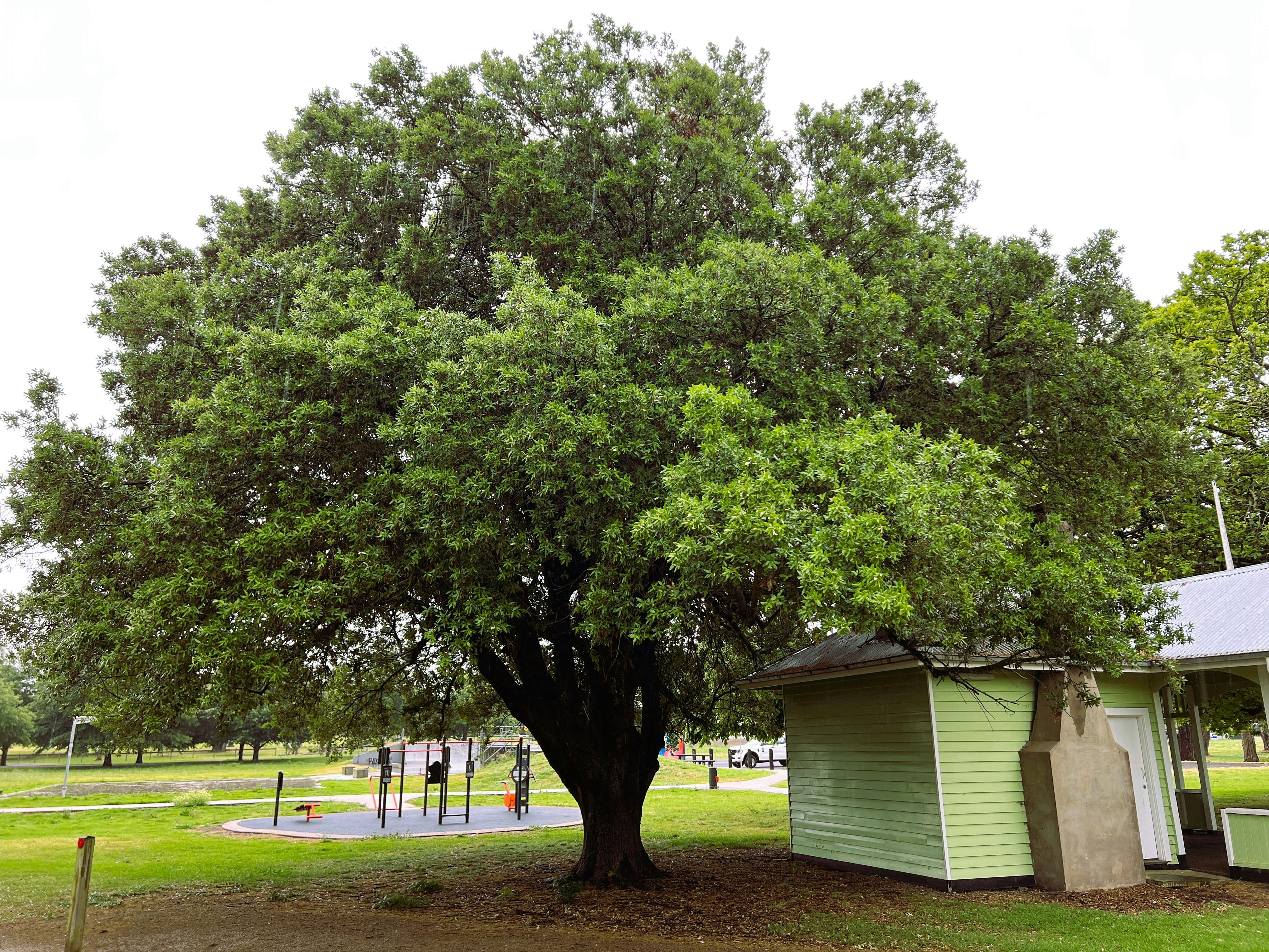 Tea_Tree_Lake_Mortlake_Holm_Oak.jpg