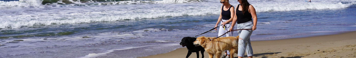 Dogs being walked on leash at a beach 