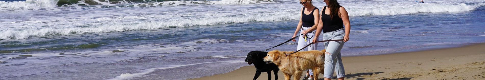 Dogs being walked on leash at a beach 