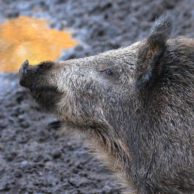 Feral pig