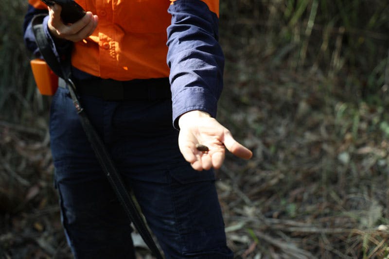 Koala scat found in Yarri Barri Nature Reserve