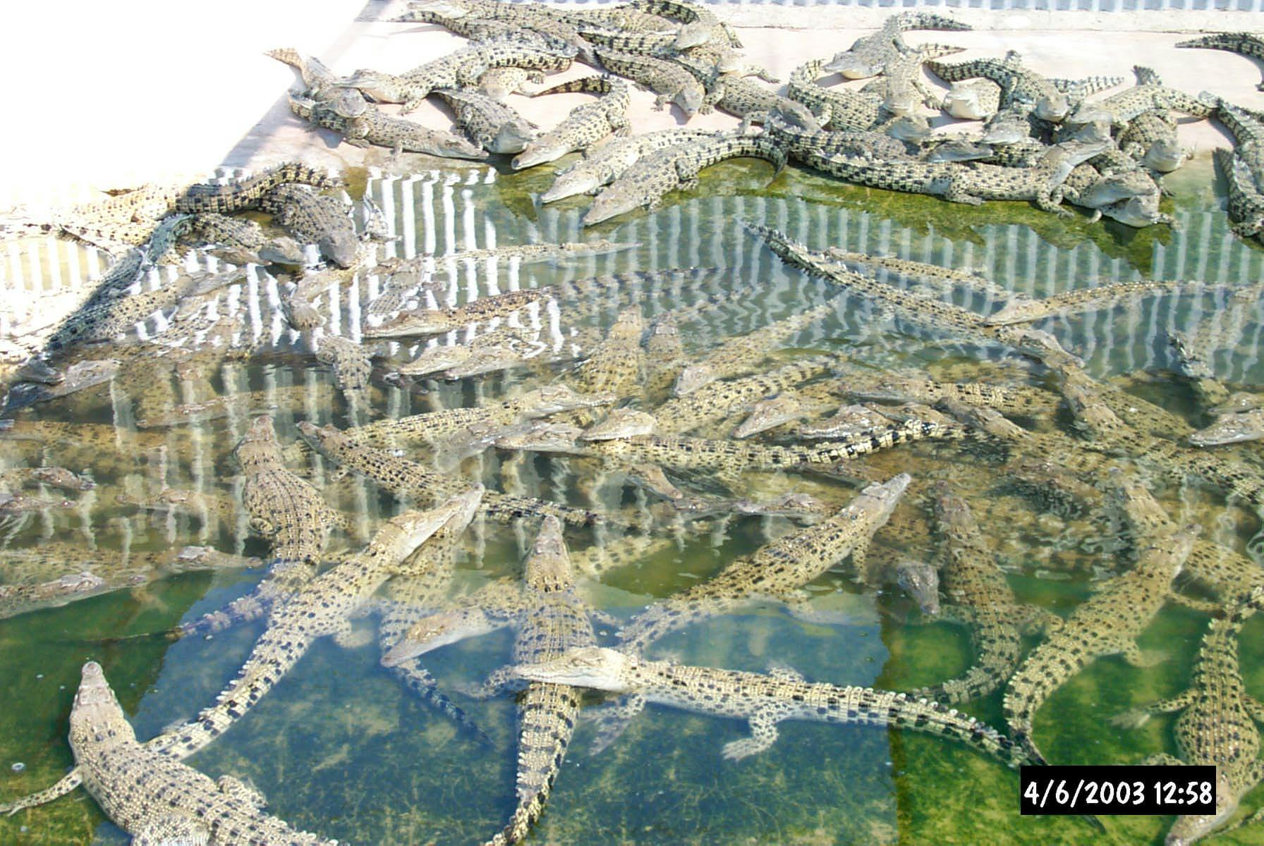 Crocodile farming