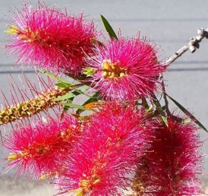 Pink bottlebrush flowers