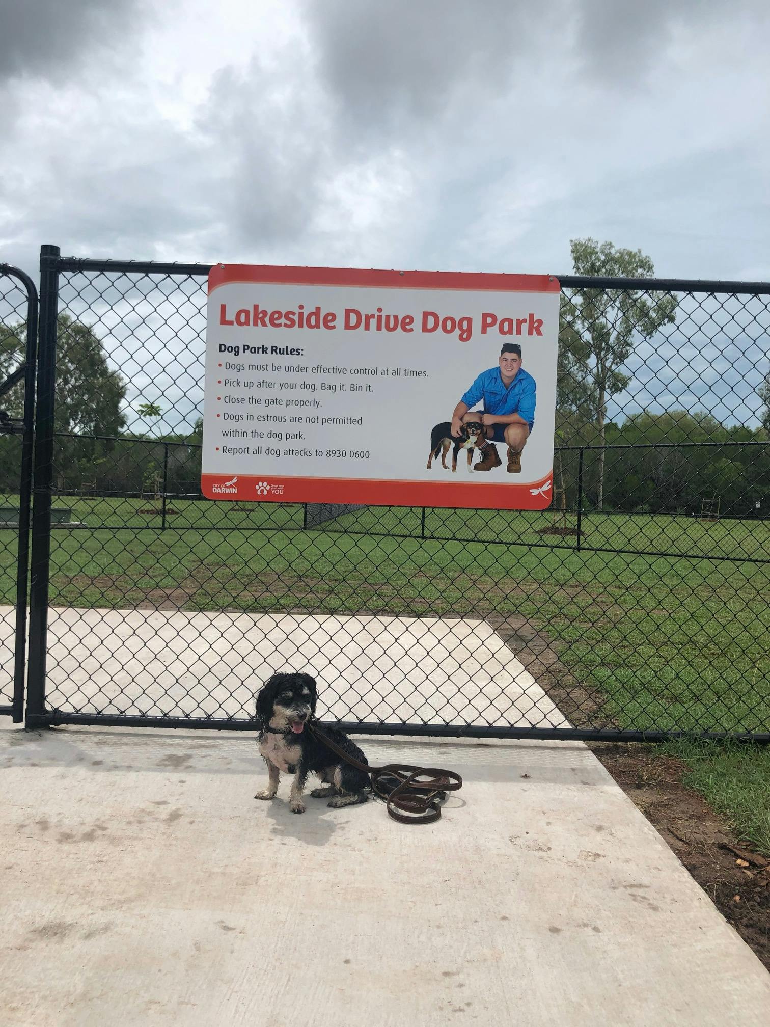 We love obedient Frank who stands patiently in front of the Lakeside Drive Dog Park