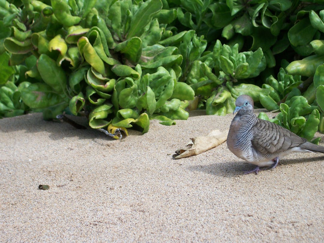 bird on beach in hawaii
