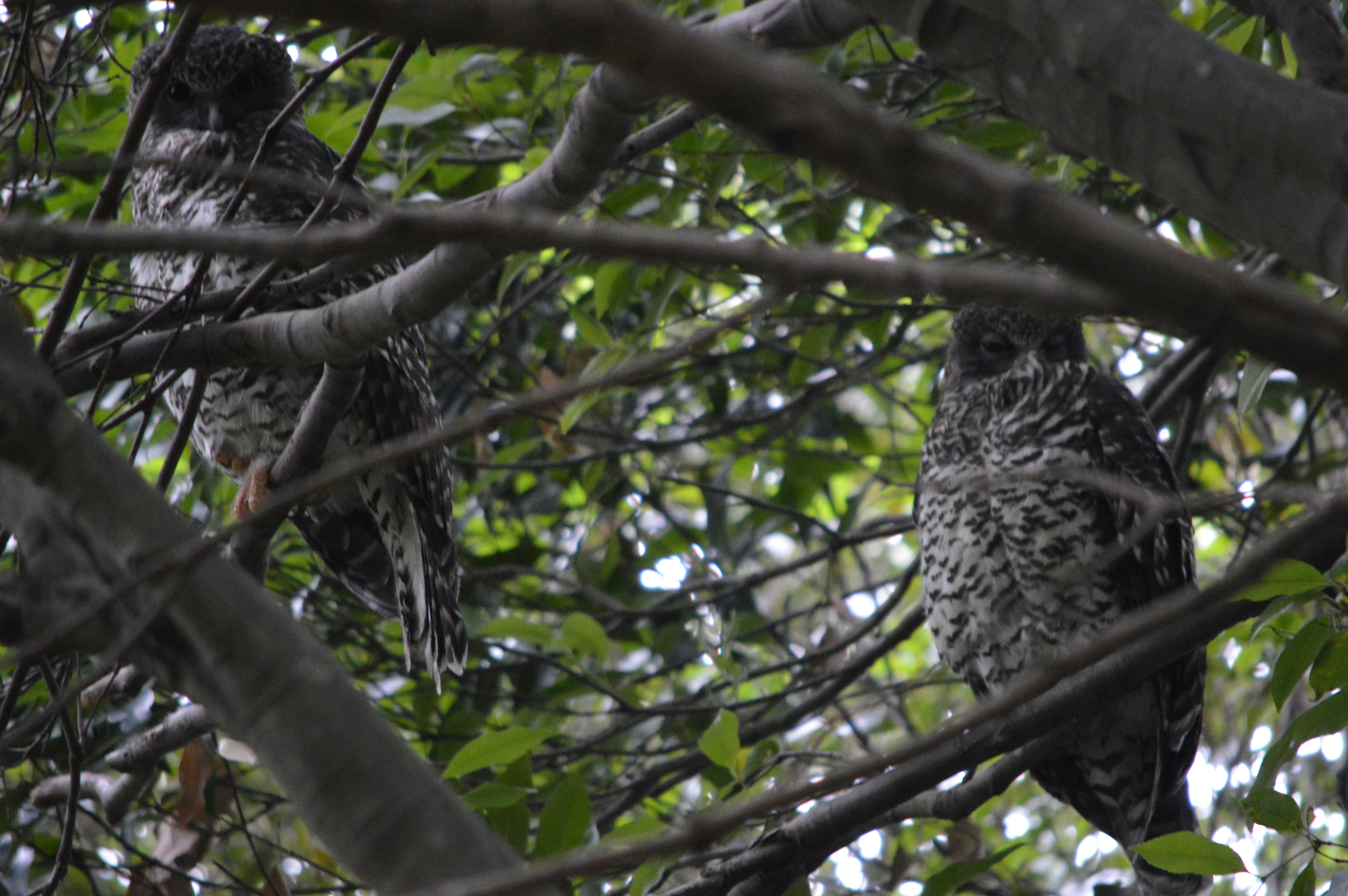 Pair of Powerful Owls.JPG