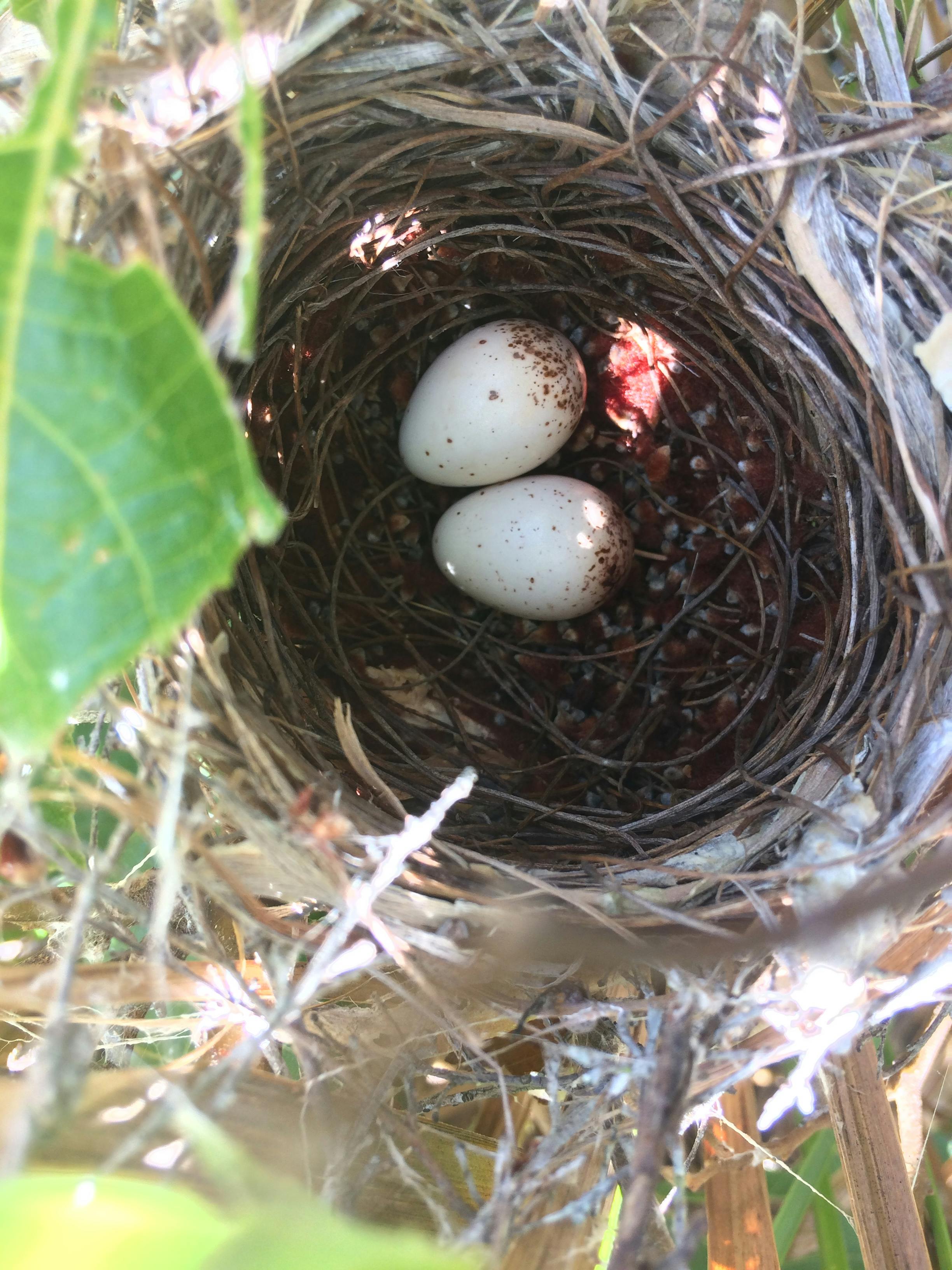 Eggs in nest IMG_4926.JPG