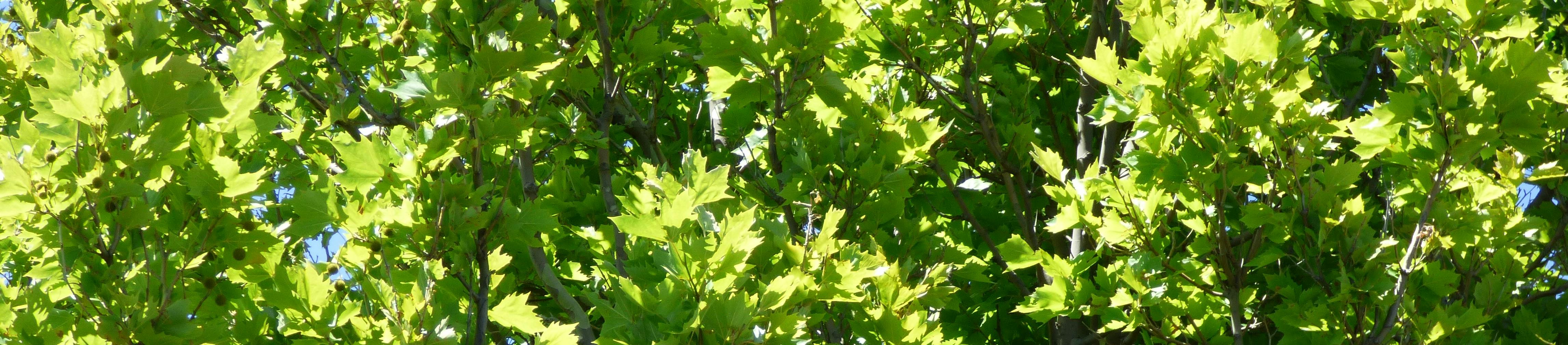 Photo of the canopy of a plane tree with lush yellow green foliage.