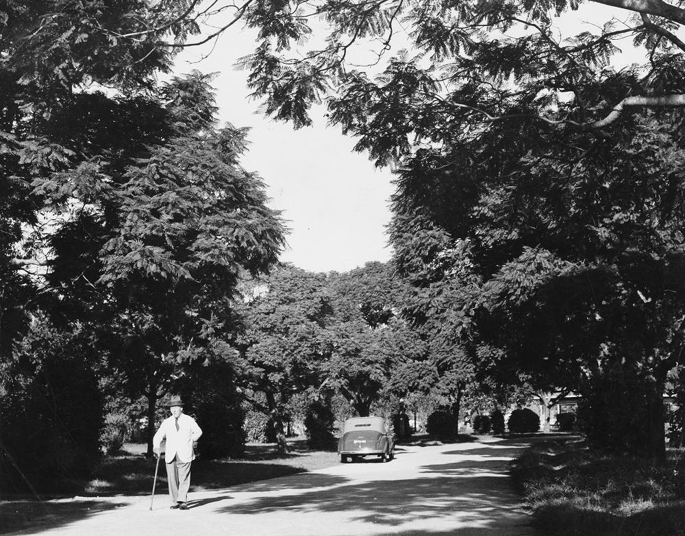 Jacaranda avenue in New Farm Park, 1939
