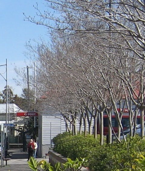 Crepe Myrtles in Macquarie Road, Springwood