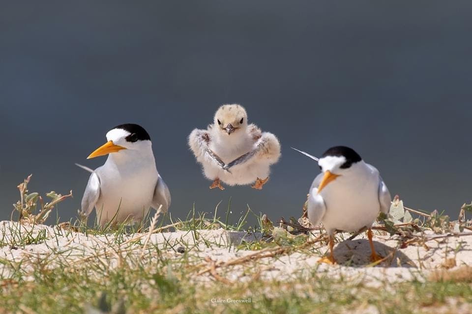 Fairy Terns with chick - Image by Claire Greenwell.JPG