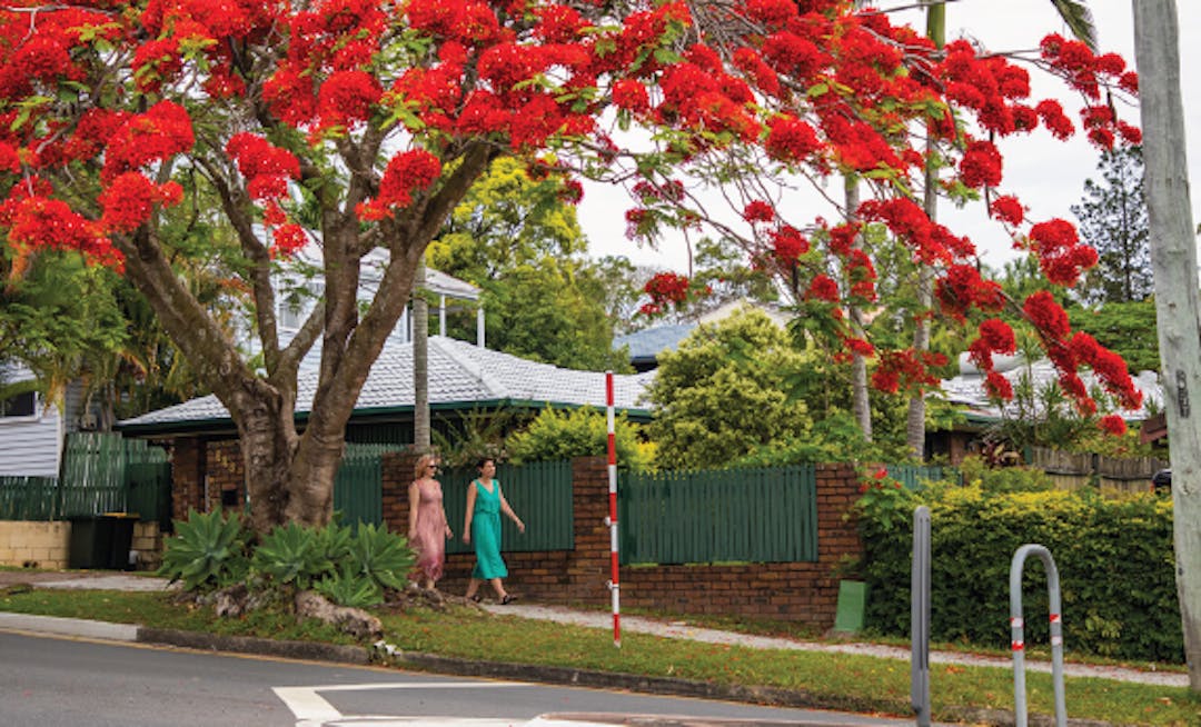 two people walking down a street under a large tree with red flowers