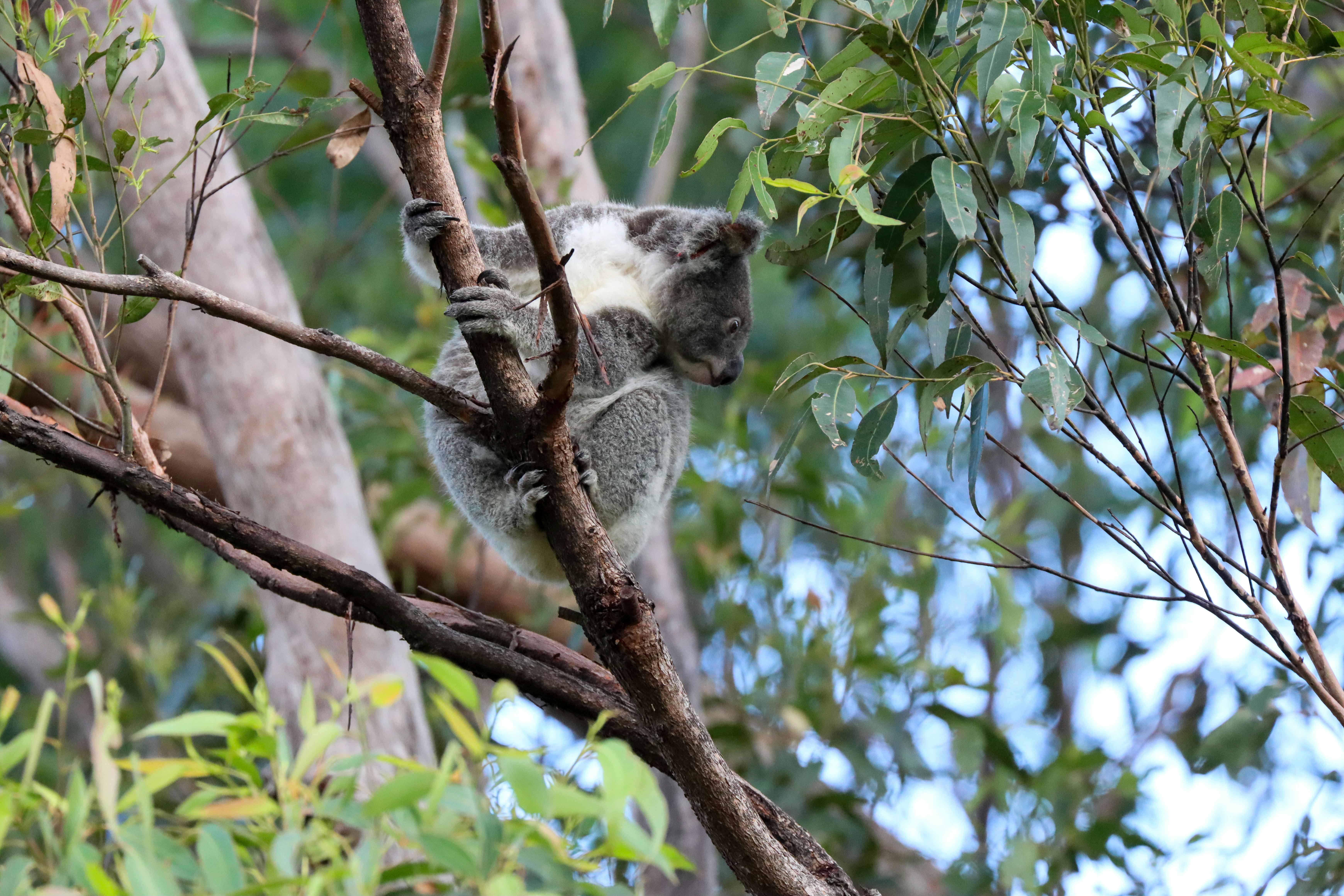Koala (Photo credit: Marama Hopkins)