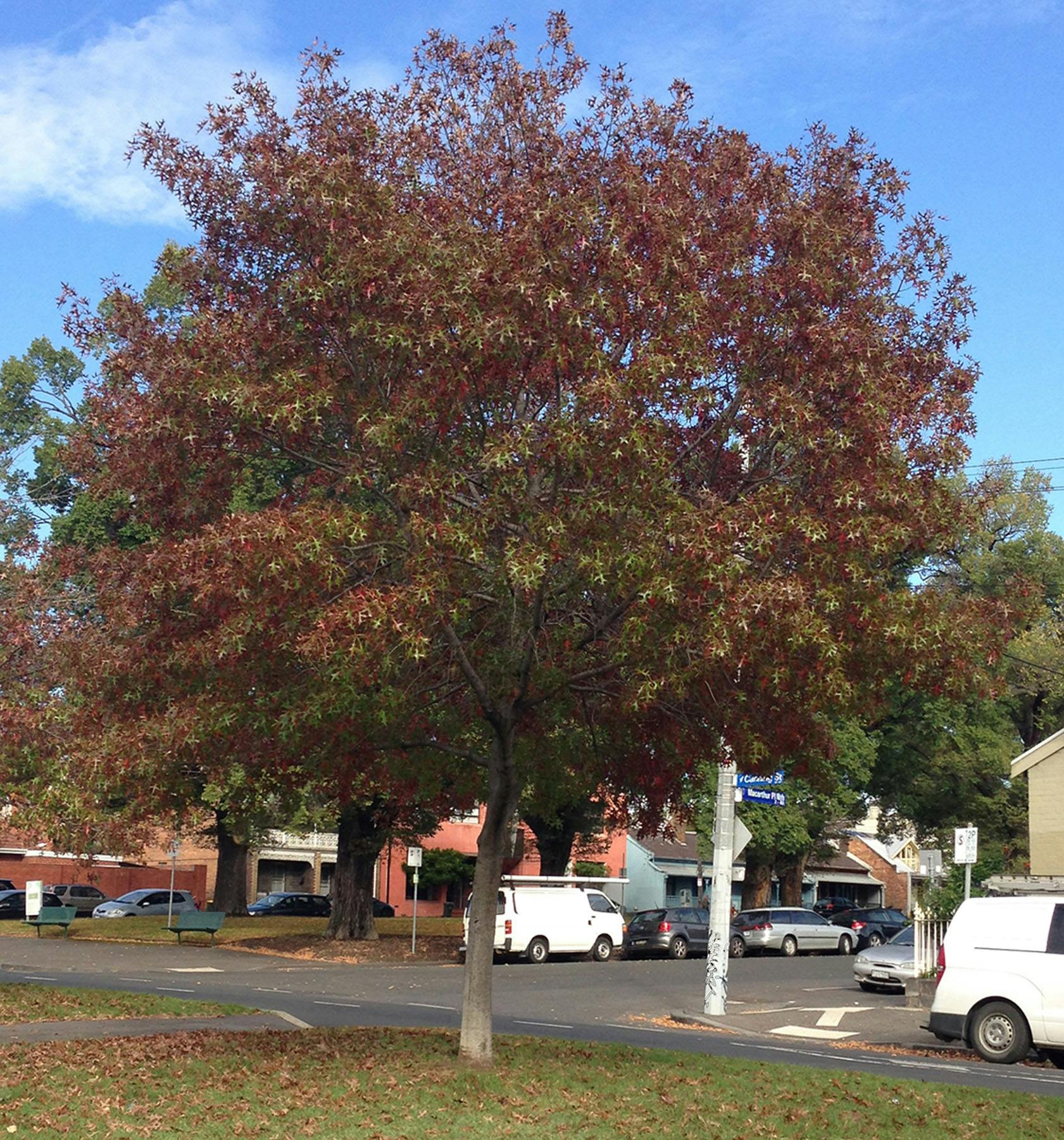Pin Oak (Autumn)