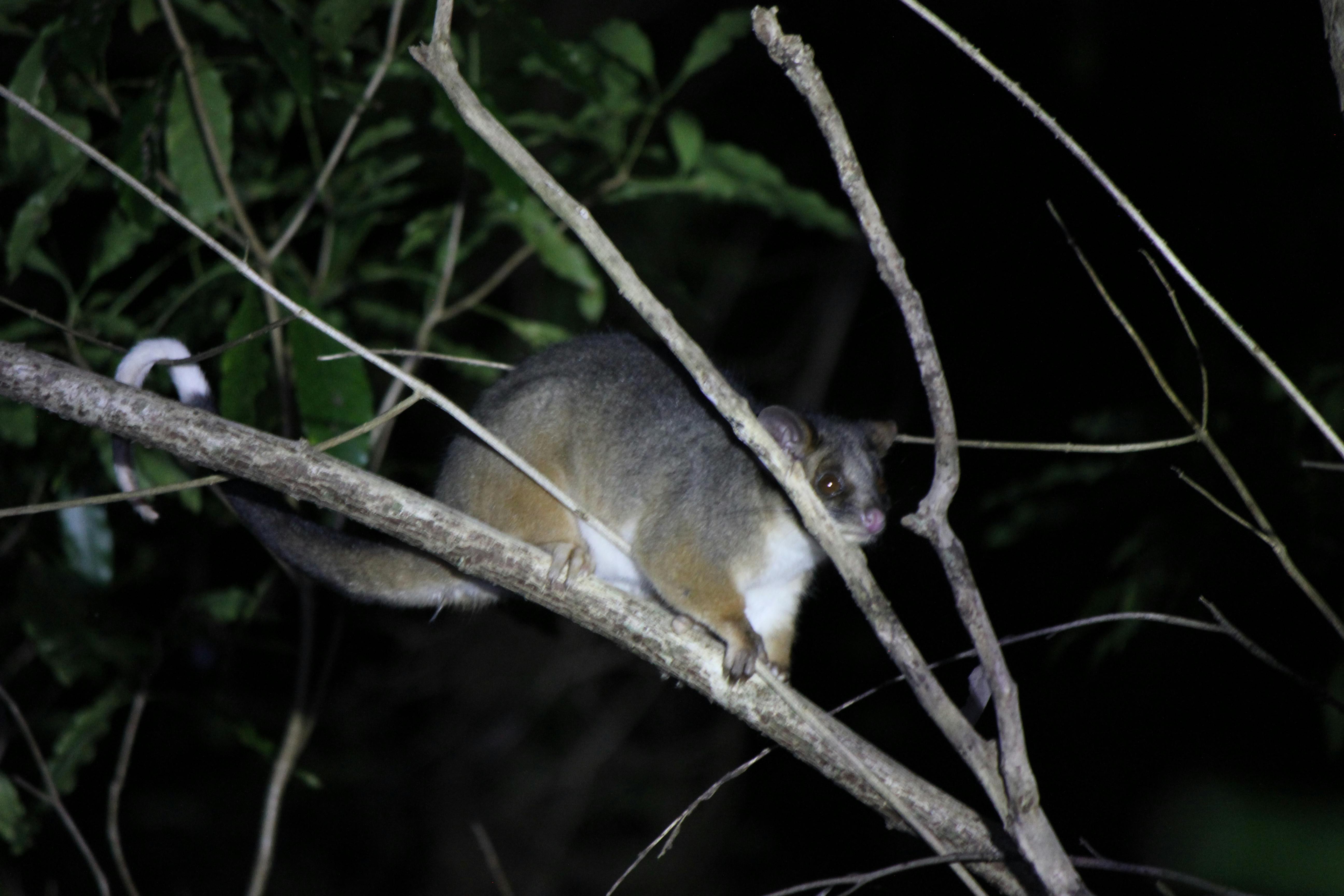 Ringtail Possum at Oatley Point Reserve