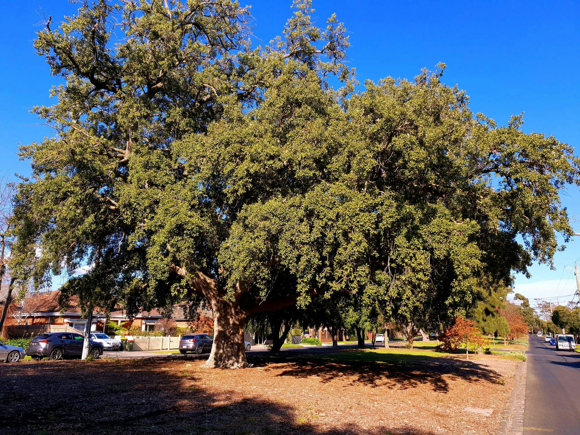 examples-of-the-type-of-tree-which-may-be-eligible-for-inclusion-in-the