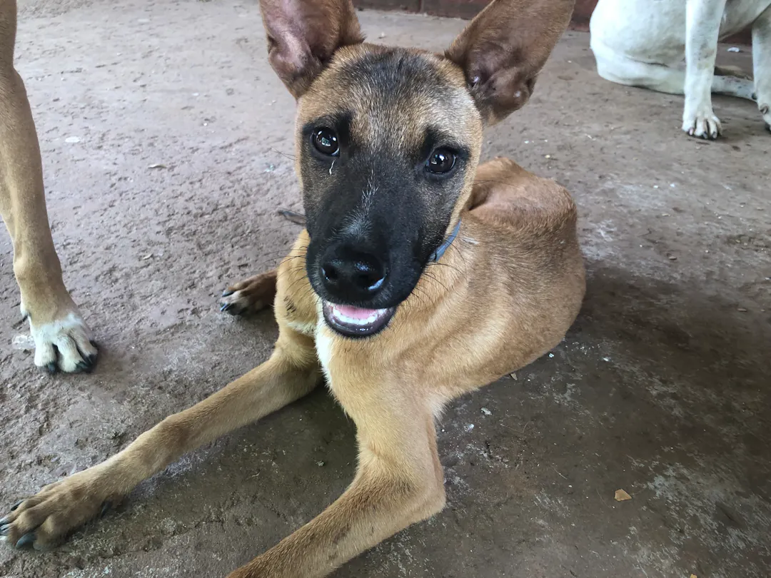 animal-protection-act-review-have-your-say-northern-territory