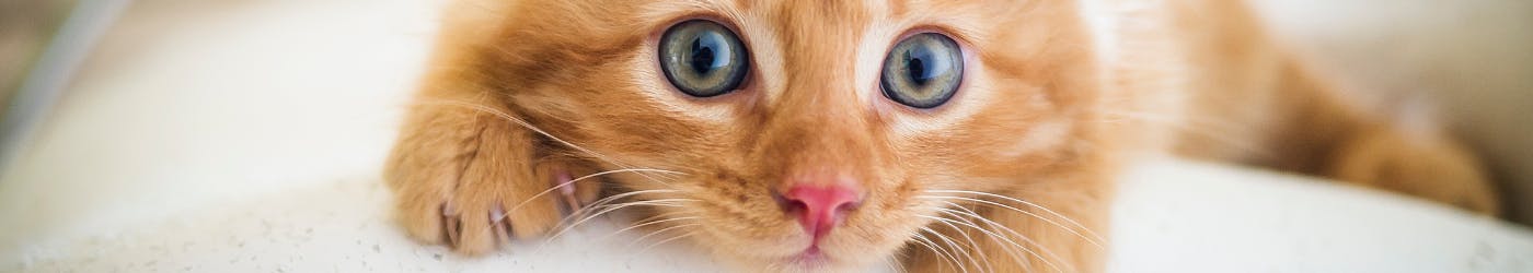 Ginger kitten with blue eyes on white bed