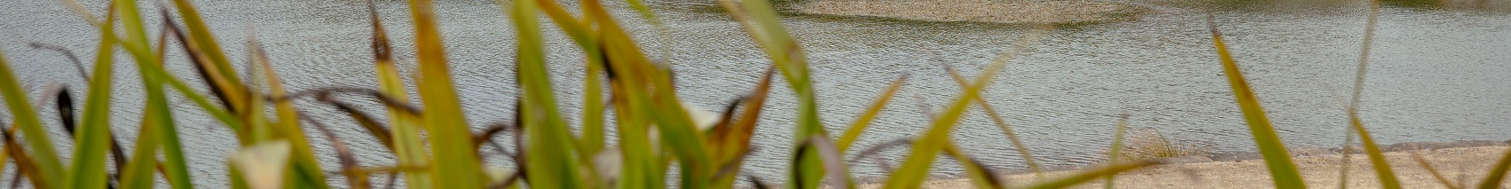 Flax by an estuary