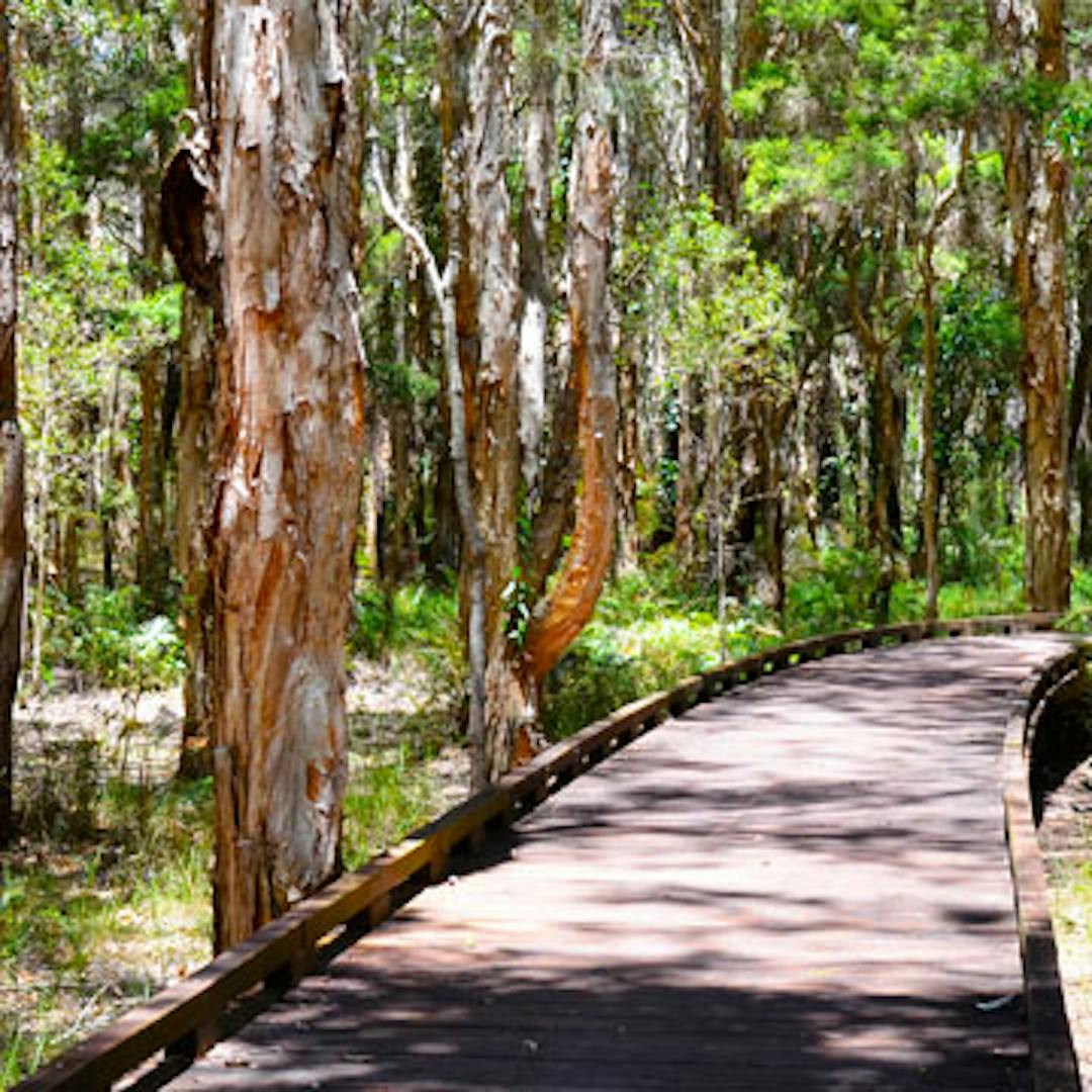boardwalk amongst trees boardwalk amongst trees