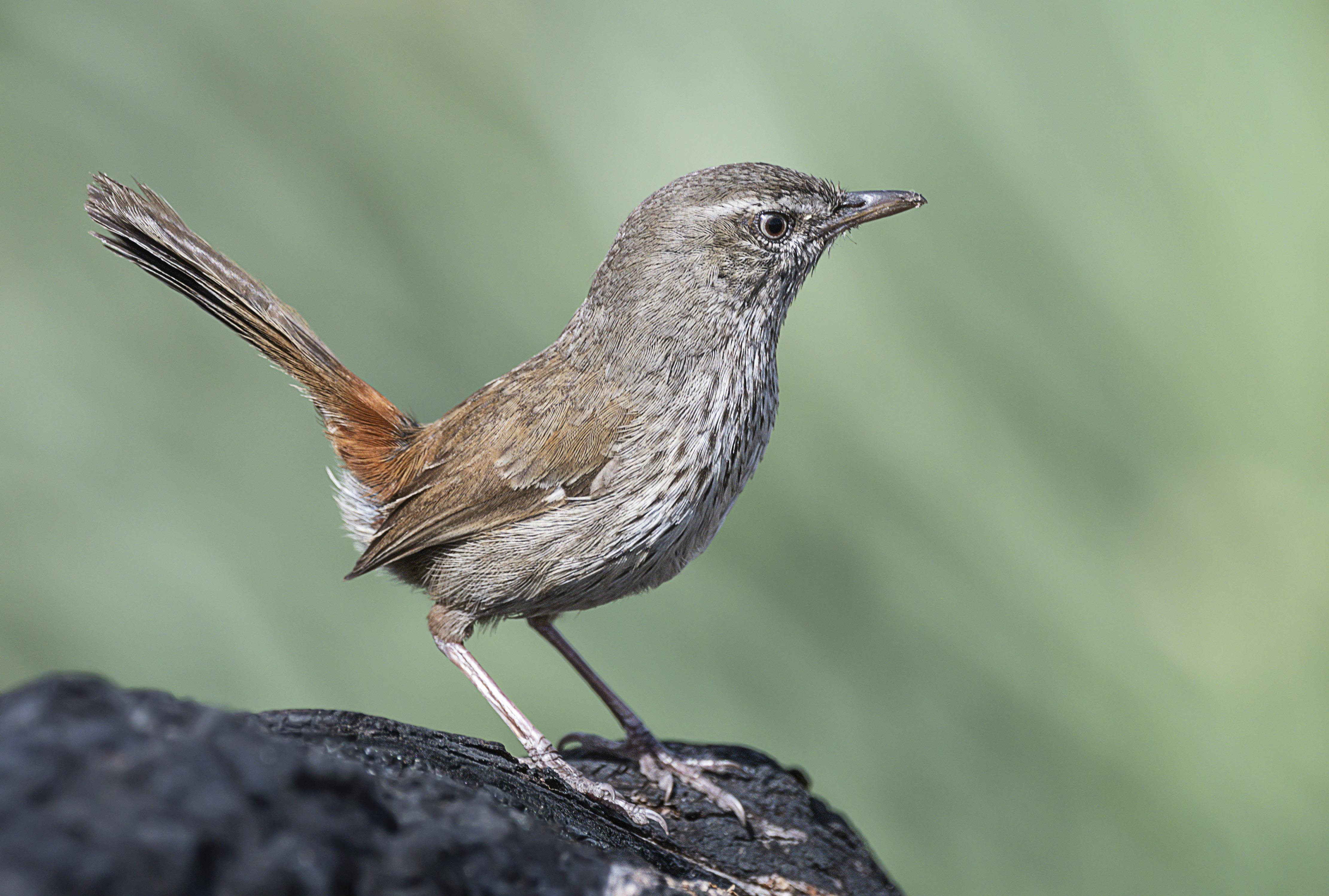 Chestnut rumped Heathwren at Scott Creek Conservation Park