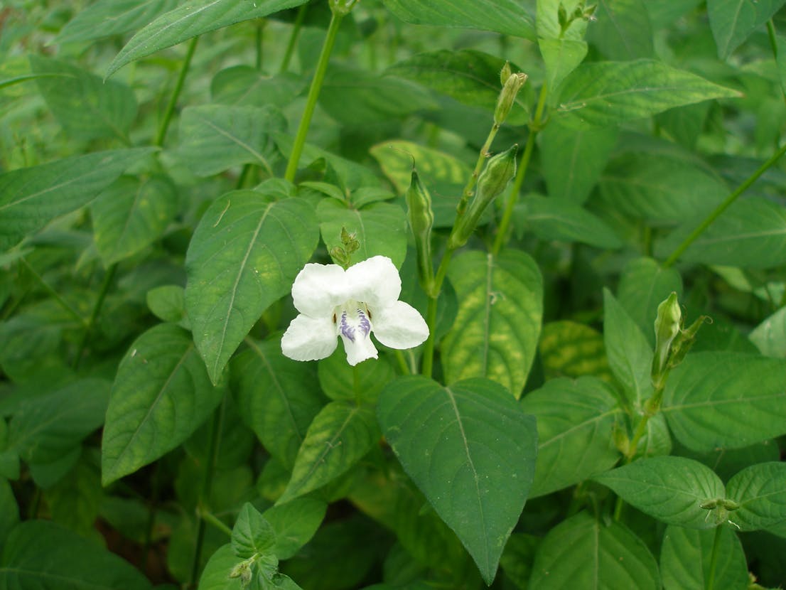 Chinese Violet Weed  Have Your Say Port Stephens