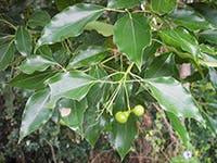 Camphor Laurel (Cinnamomum Camphora)