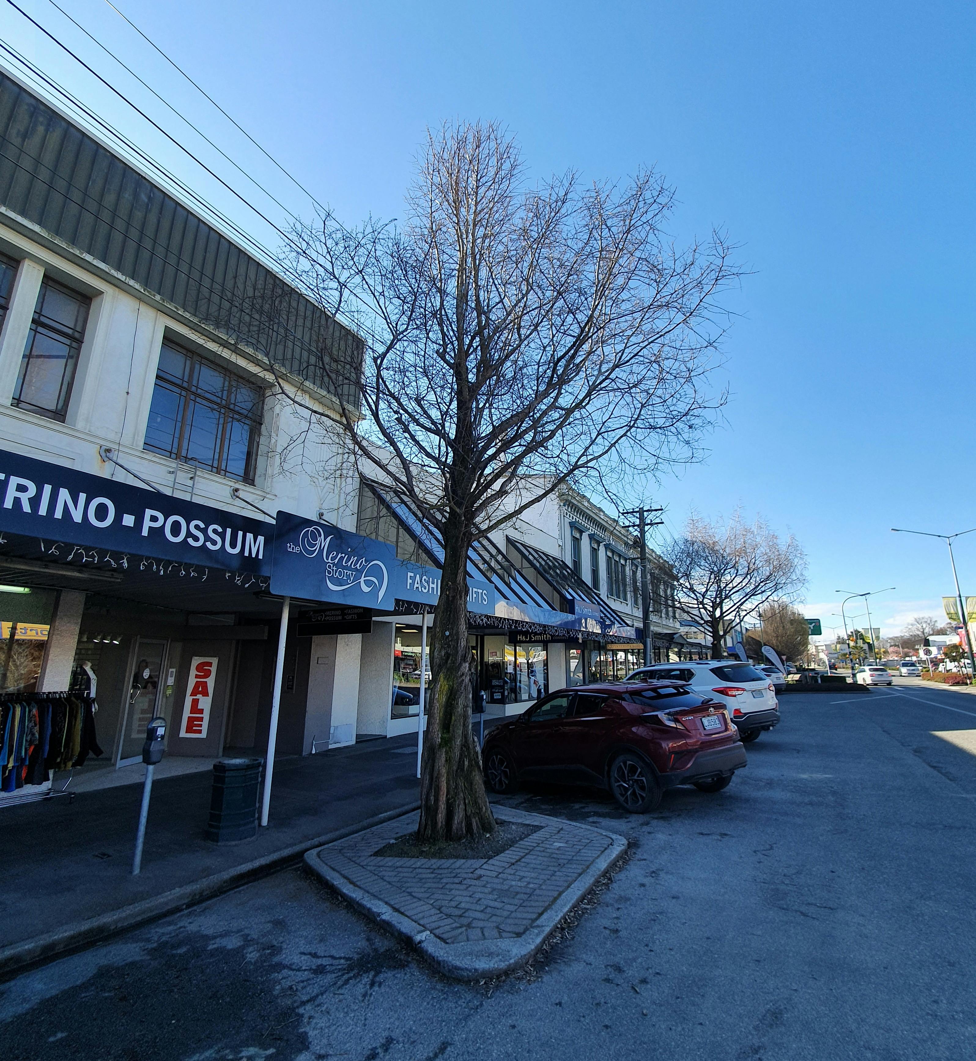 Dawn Redwood outside The Merino Story