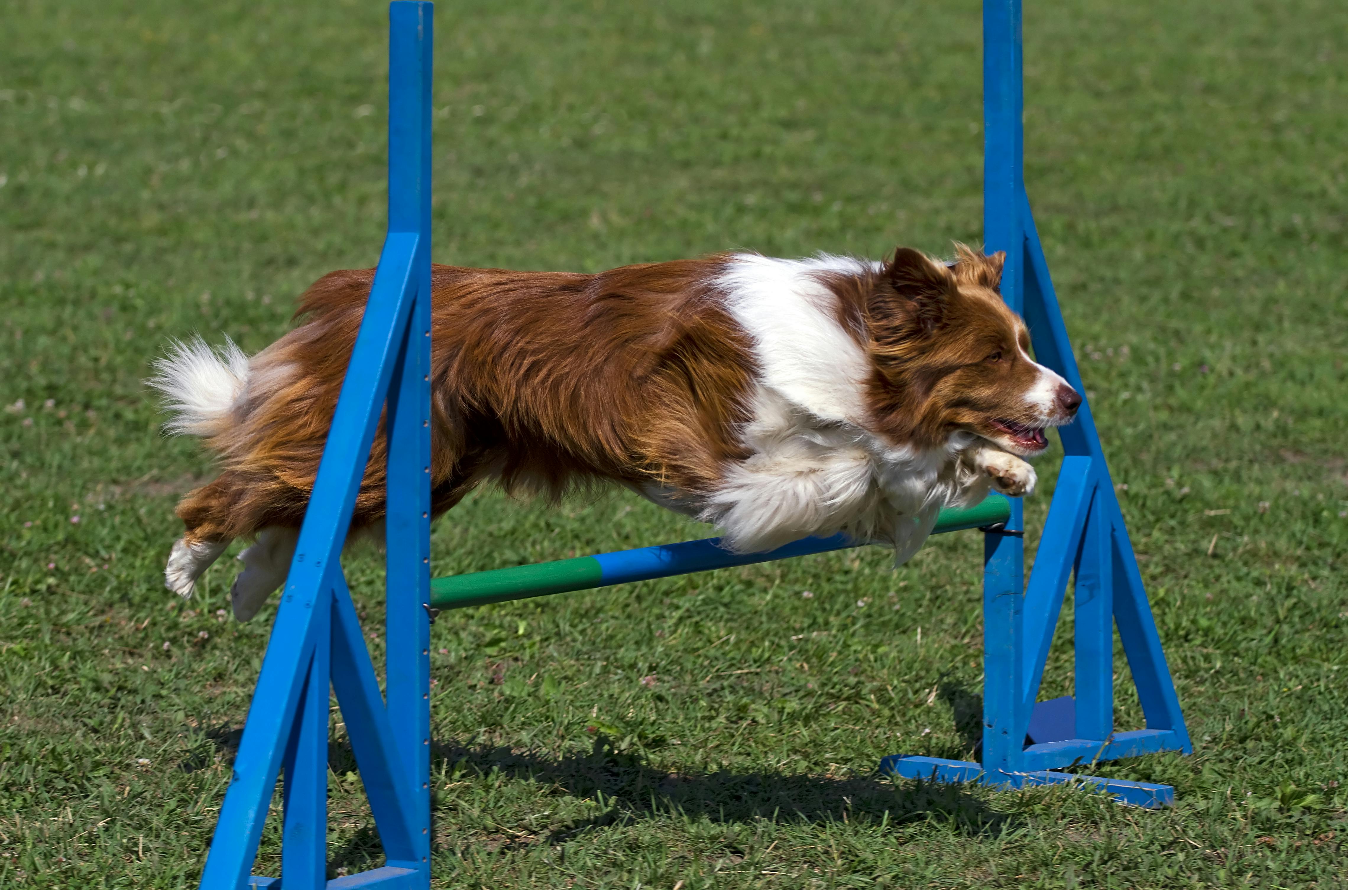 Dog agility course