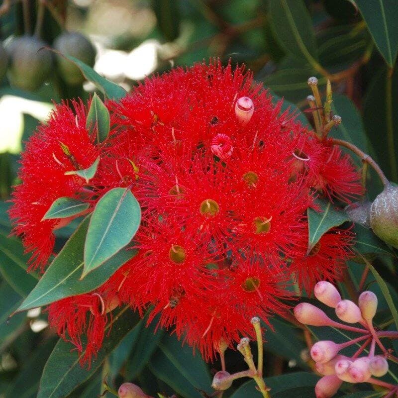 Dwarf red flowering gum