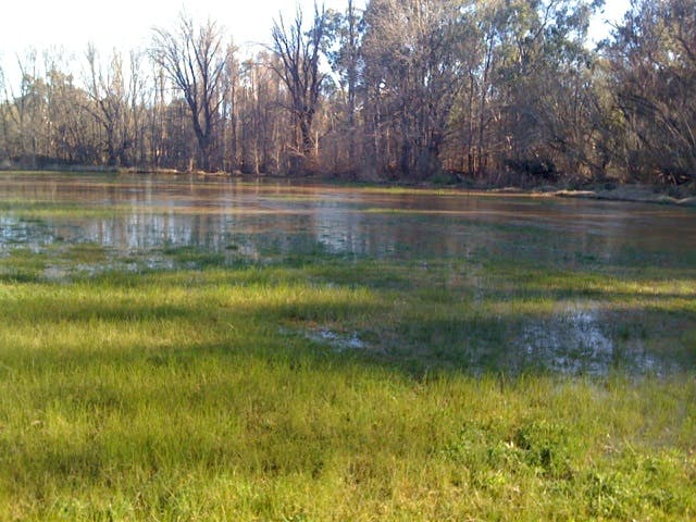 Tarcutta Oval in flood
