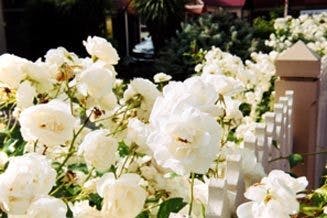 Unley White Roses