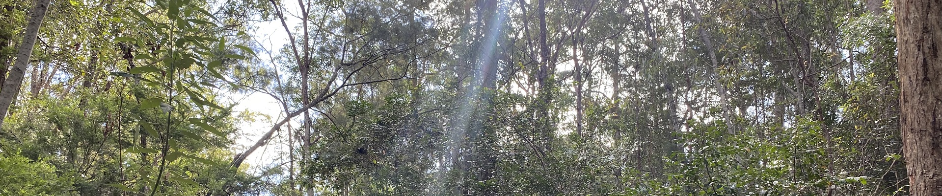 Forest in Nerang National Park