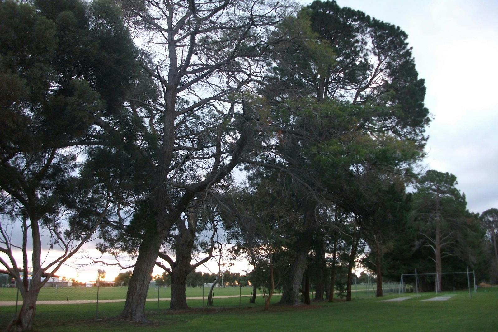 Lucindale Pine Trees 1