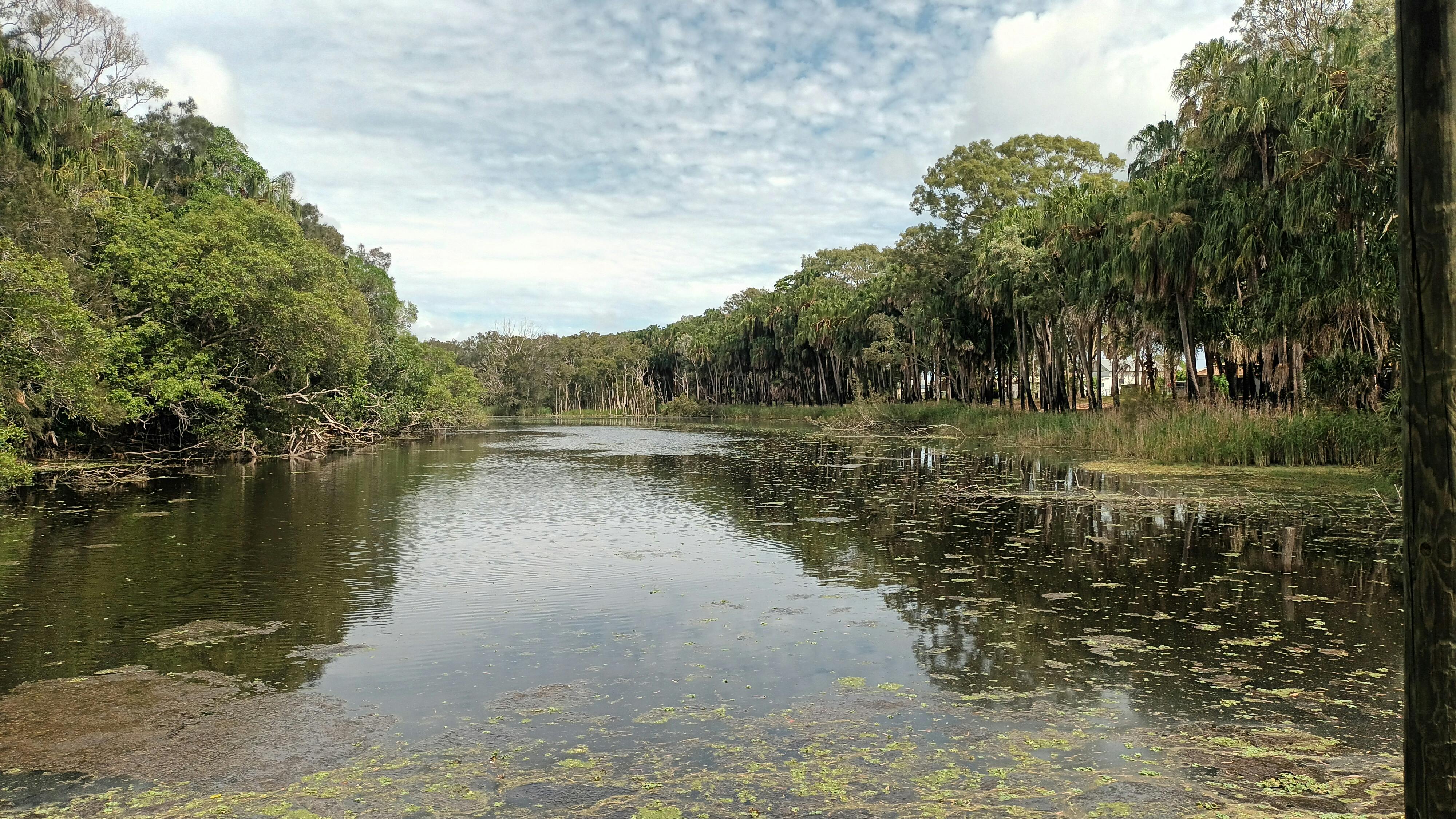 Moore Park Beach Wetland Reserve upstream following drone spray treatment November 2022.jpg