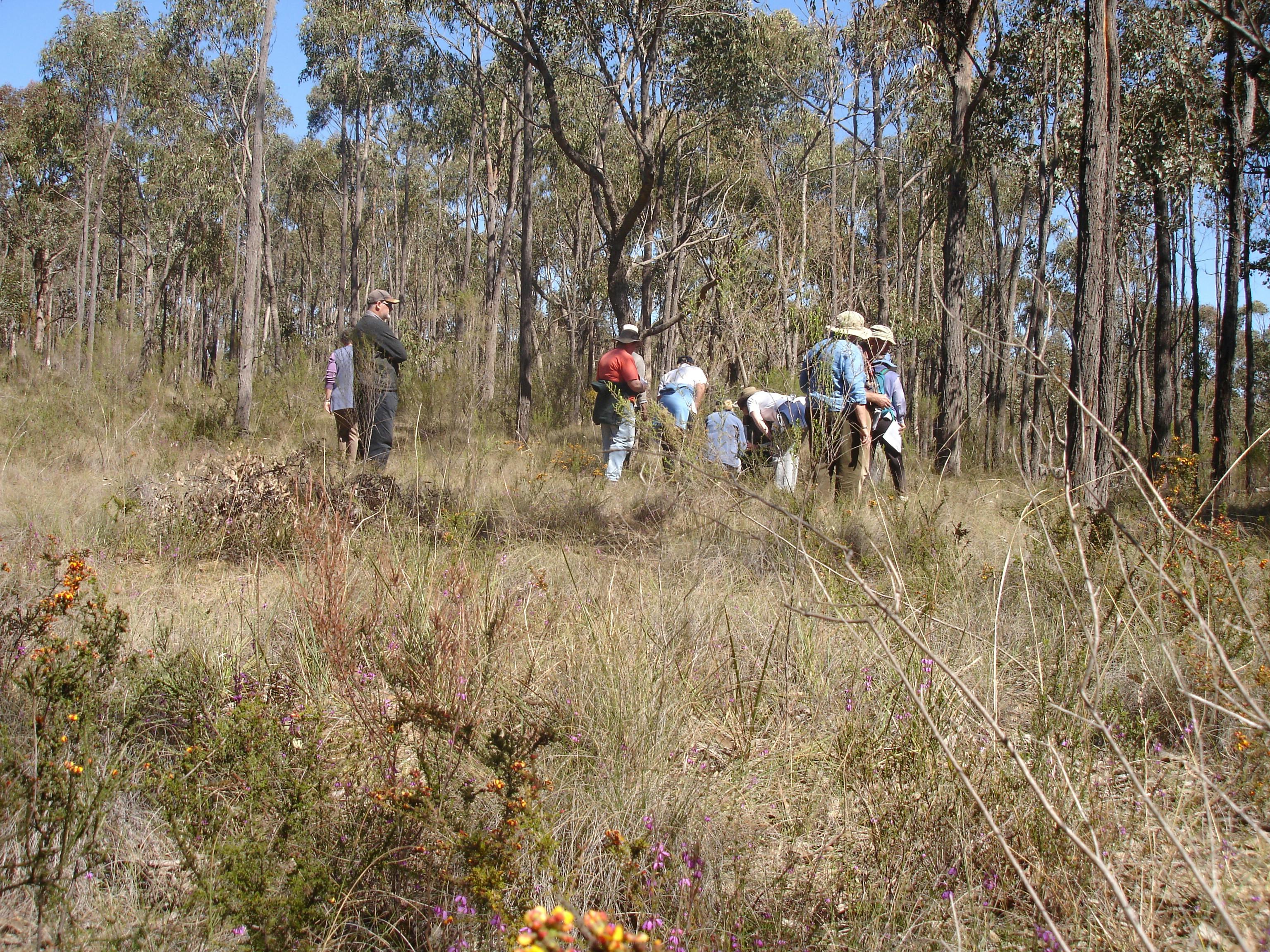 Wildflower walk Colin Officer Flora Reserve