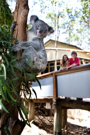 Koala hanging on a tree at Logan City