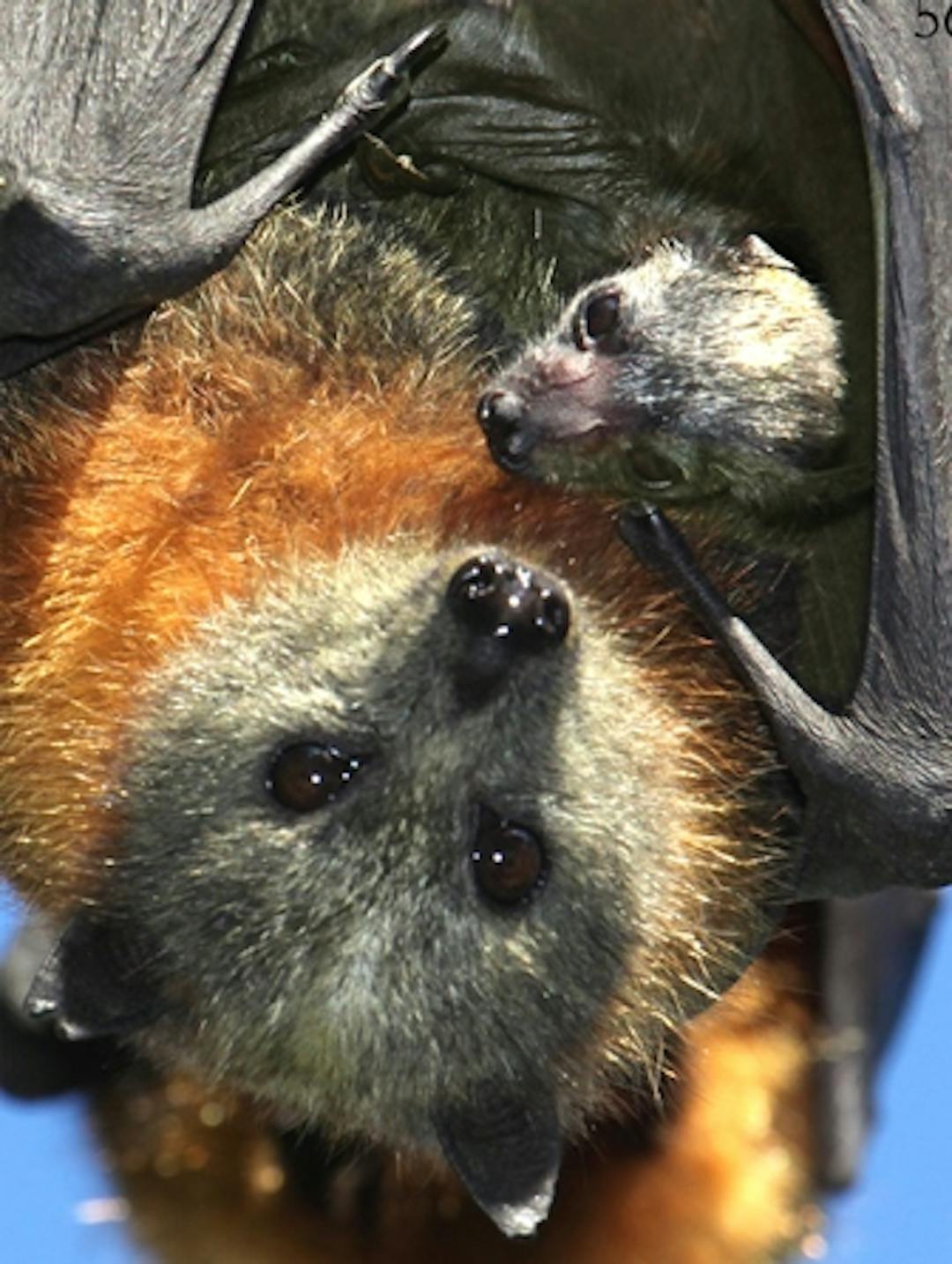 Grey-headed Flying foxes (Pteropus poliocephalus) a mother and her baby. Copyright Vivien Jones
