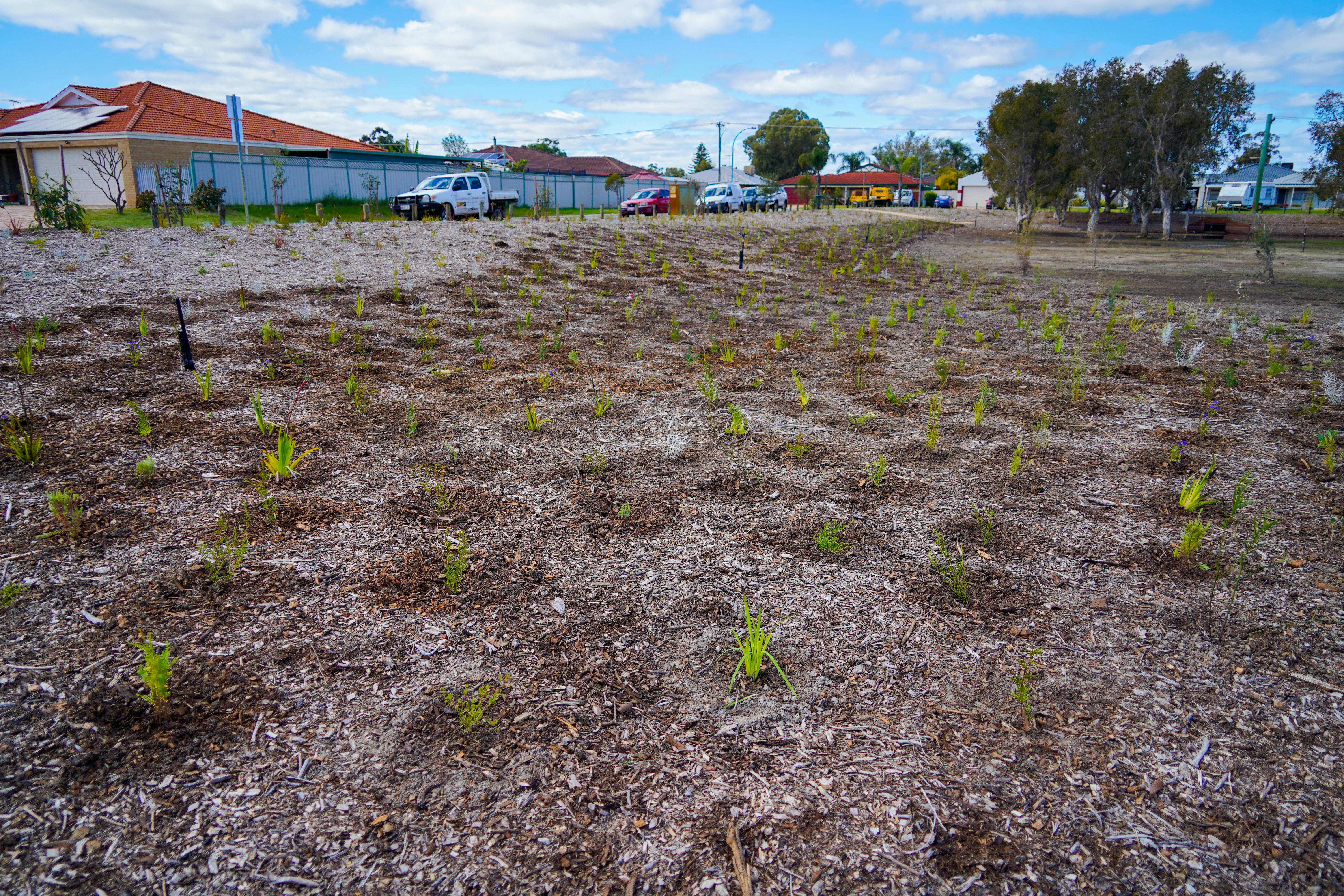 Groundlark Park Planting - Jesse Collins 18.jpg