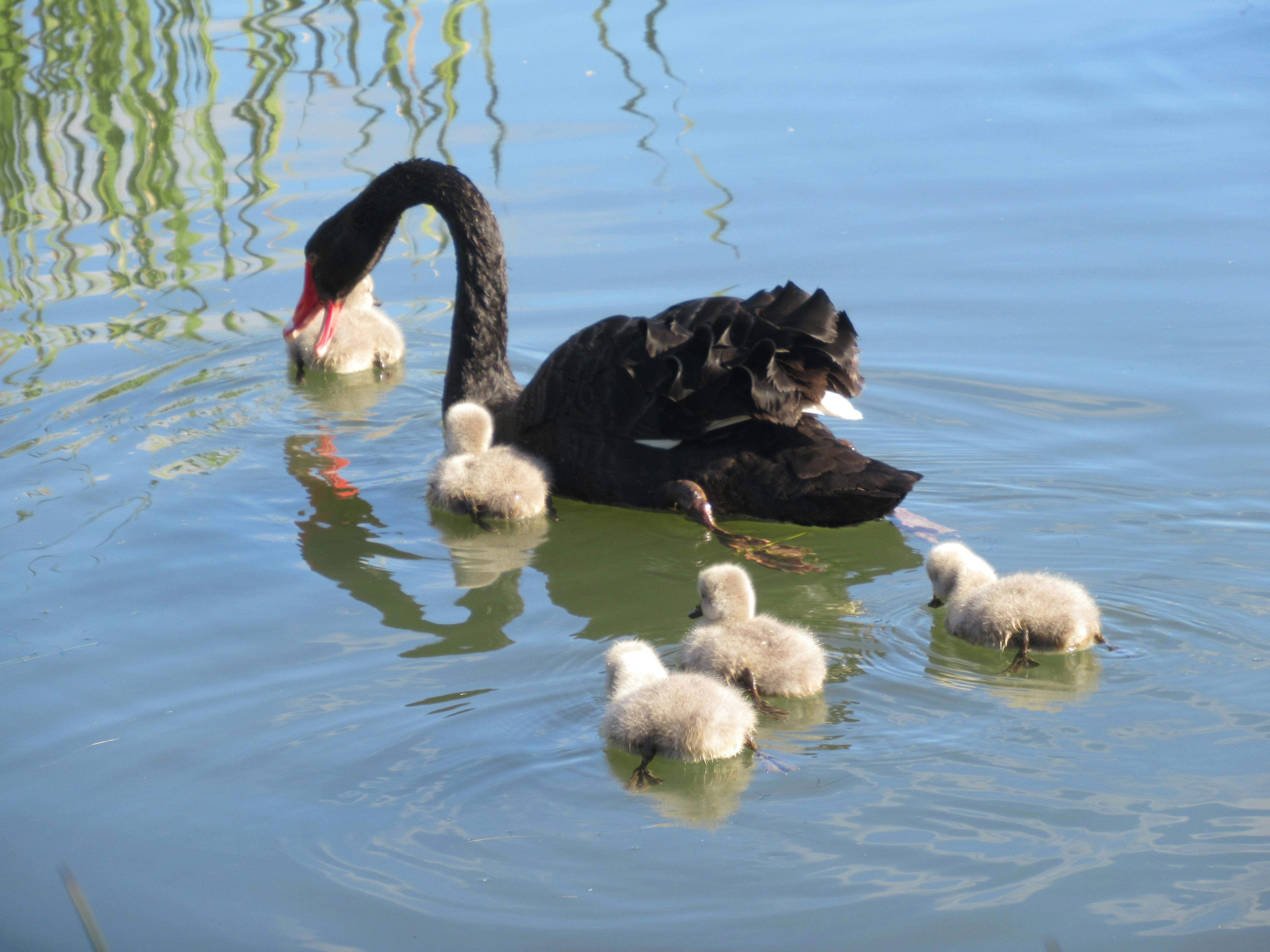 IMG_5392_swan and cygnets.JPG
