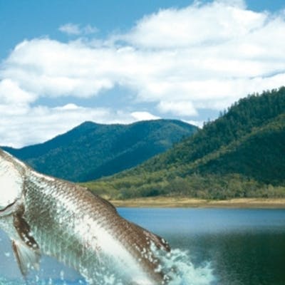 Barramundi at Lake Proserpine