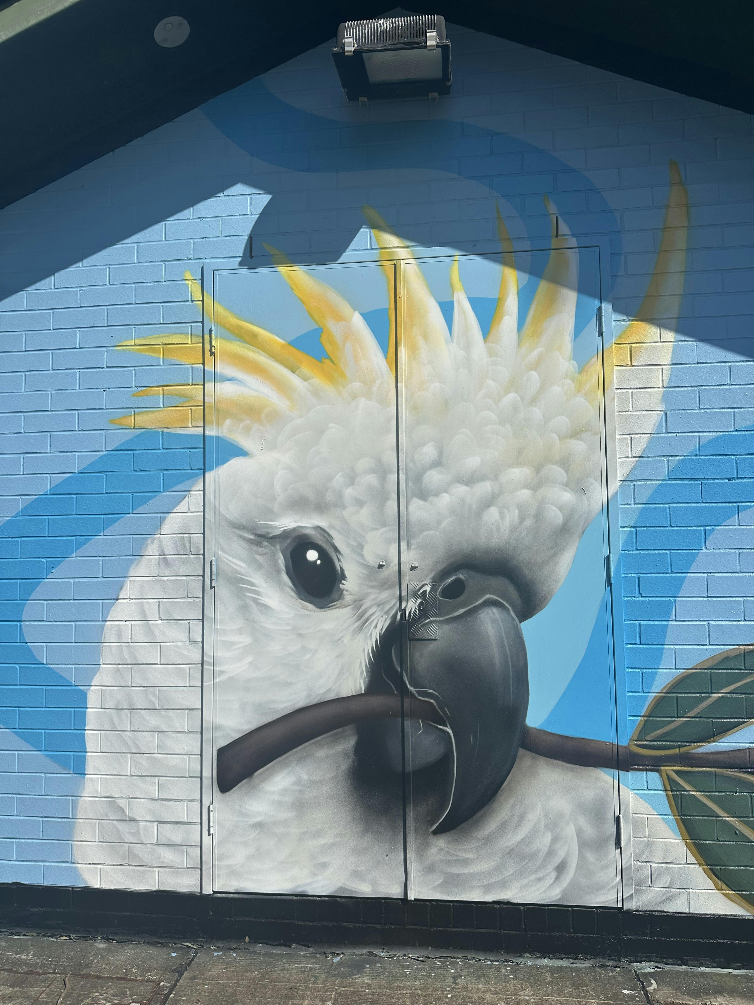 Cockatoo