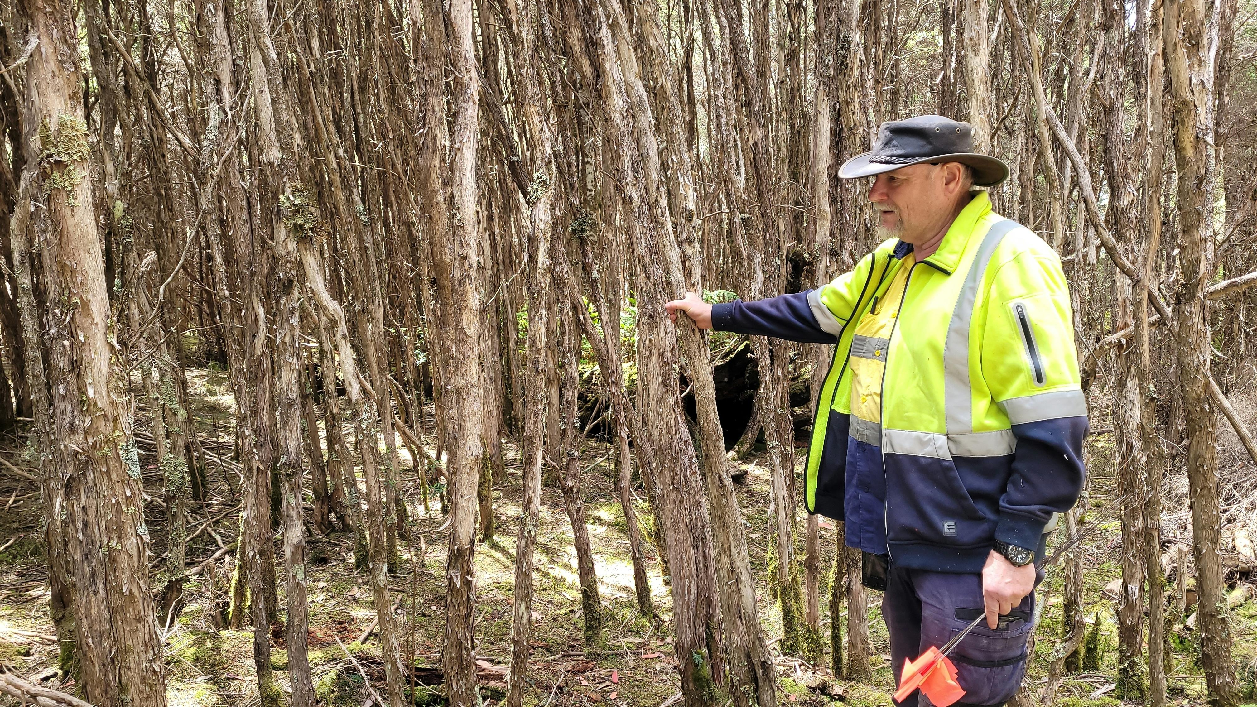 Caleb Pedder - AHO selecting tea tree for rehab work (1).jpg