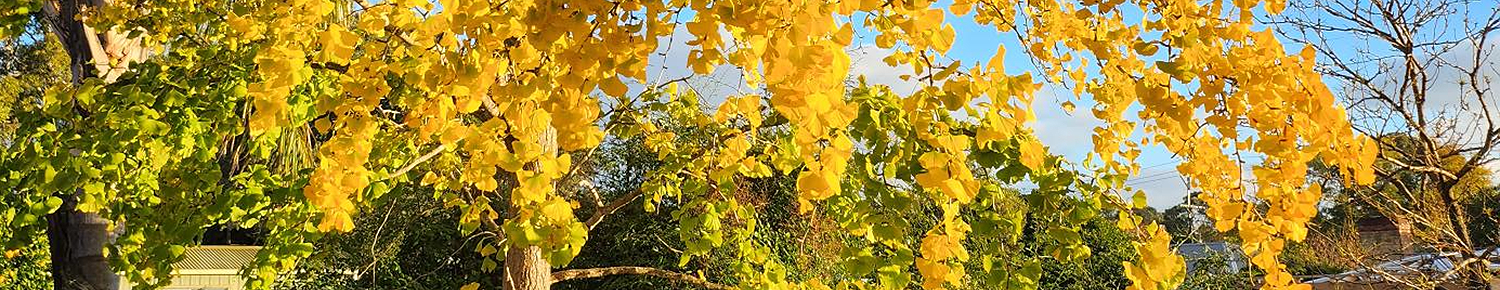 yellow leaves on a ginko tree
