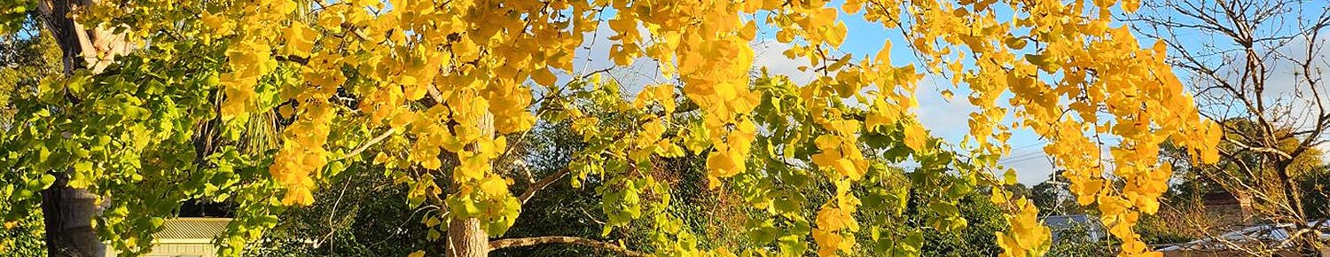 yellow leaves on a ginko tree